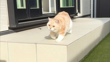 室内育ちのぽっちゃり猫が庭で初めて虫を見つけたらとんでもないことになりましたw【もちまる日記】