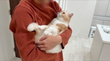 出張から帰ってきた飼い主と１週間ぶりに再会した猫が大喜びでこうなっちゃいました…【もちまる日記】