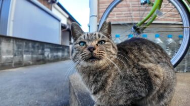 猫の島の路地裏で出会った猫を撫でると他の猫も撫でられに来た【感動猫動画】