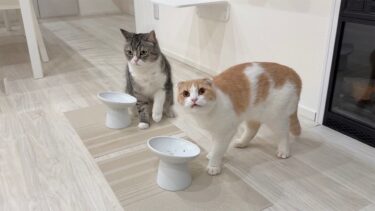 留守番中にペース配分を間違ってごはんを完食しちゃった猫たちがこうなってました…【もちまる日記】