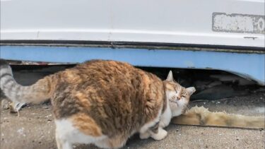 漁港にいた三毛猫ちゃん、近くに行くと隣に座ってすり寄ってきた【感動猫動画】