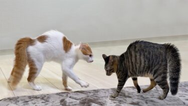 夜中に猫たちが騒がしいので見に行ったら本気で戦ってて大変なことになってました…【もちまる日記】