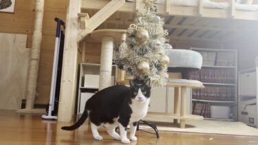 たった数日で猫とお母さんにボロボロされたクリスマスツリー【ひのき猫】