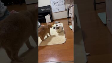 お前のためにケンカ止めにいったのに【ひのき猫】