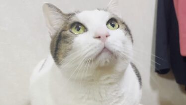 ウルウルと涙目で何かを訴えかける寂しがり屋の猫【ひのき猫】