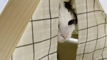 テントから追い出そうとするルンバの攻撃を必死に耐える猫【ひのき猫】