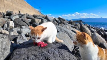 海辺でお魚を見つけた猫はすぐに狙われる【感動猫動画】