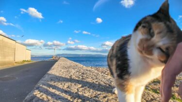 猫島の海沿いの道に行くと倉庫で寝ていた三毛猫ちゃんがモフられに出てきた【感動猫動画】