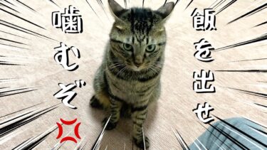 飼い主に噛みついてご飯を要求する暴力的な猫【てん動画】