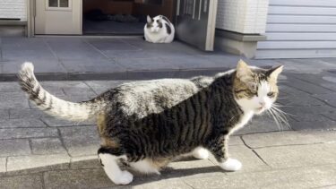 寒い日の散歩だったら暖かい娘の膝の上を選ぶ猫【ひのき猫】