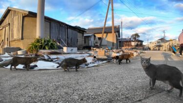 夕方の防波堤、猫たちがなんかそわそわしてると思ったら晩御飯の時間だった【感動猫動画】