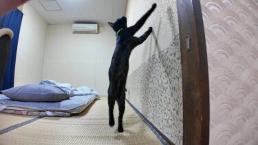 【猫旅館】部屋に遊びに来た黒猫ちゃん、ねこじゃらしが気になるようだったので遊んでみた【感動猫動画】