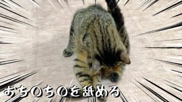 今年最後のてん動画はふくちゃんがチ○チ○を舐める動画です【てん動画】