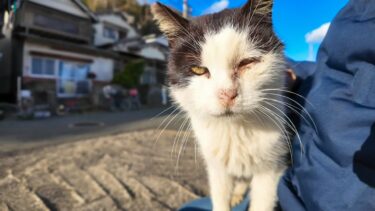 漁港に置いてあるベンチに猫が座っていたので隣に座ると別の猫も一緒に座ってきた【感動猫動画】