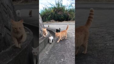 めちゃめちゃ付いてくる猫島の猫たち #猫 #猫島【感動猫動画】