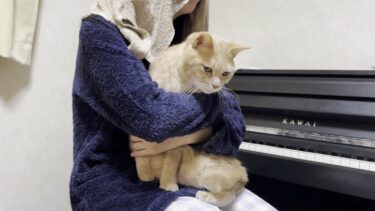 娘に背中を撫でられるとマヌケな「ニャ～」と鳴く猫【ひのき猫】