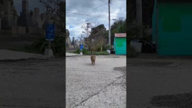 猫島で防波堤に座ると猫が忍び寄って来る #猫 #猫島【感動猫動画】