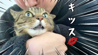 凶暴猫にキッスをしまくったら大変なことになった【てん動画】