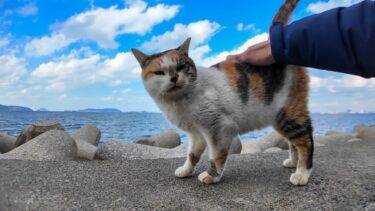 撫でられに防波堤に上がる三毛猫ちゃん【感動猫動画】