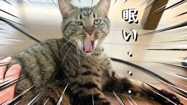 天才飼い主が教える猫を寝かしつけるテクニック【てん動画】