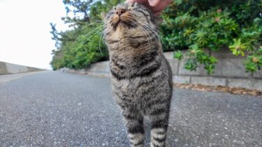 海辺の公園のキジトラ猫ちゃん、モフられにきたけど他の猫に追い返された【感動猫動画】