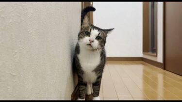 寝室に閉じこもっている秀吉のことを心配する猫【ひのき猫】