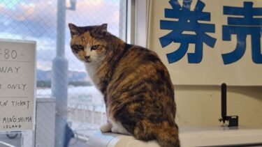 感動猫動画 のライブ配信【感動猫動画】