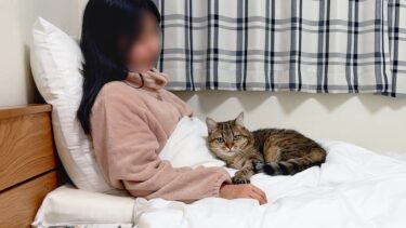 猫を甘やかして育てたら…寝る時も離れなくなりました！【ポムさんとしまちゃん / ねこべや】