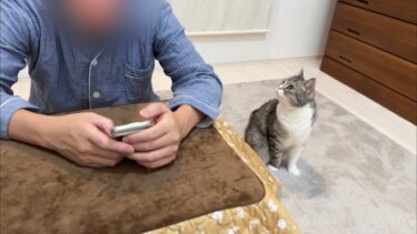 お気に入りの猫用こたつに父が入ってるのを見つけた猫がこうなっちゃってました…笑【もちまる日記】