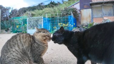 港に集まってくる猫たち、何故か黒猫がケンカを始める【感動猫動画】