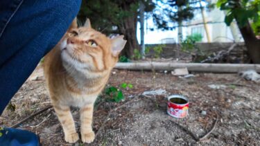 猫島の茶トラ猫小学校に行ったら雨が降り出したので猫ハウスに雨宿りに入れて貰った【感動猫動画】