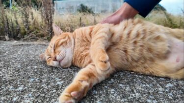 草むらに座っていた茶トラ猫ちゃん、顔を見るとモフられに出てきた【感動猫動画】