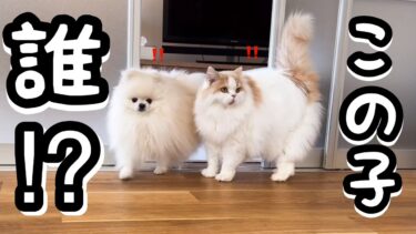 新たにきた柴犬を猫と犬に紹介したら反応の違いがかわいすぎたw【猫のレモンちゃんねる】