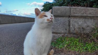 手を差し出すと頭突きしてくる野良猫【感動猫動画】