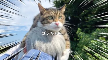 ゴンちゃんを想ってくれてありがとうございました【2024】【てん動画】