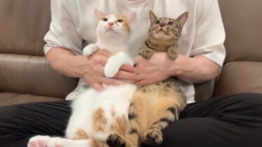 保護して実家に譲渡した子猫たちと久しぶりに再会したらとんでもない姿になってました…【もちまる日記】