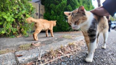 パーキングにバイクを停めると猫がいたのでナデナデしてきた【感動猫動画】