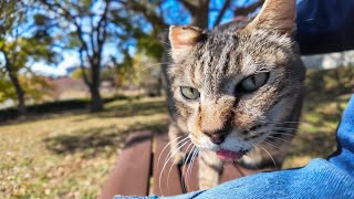 公園の芝生広場のベンチに座ると猫がトコトコ歩いてきて隣に座ってきた【感動猫動画】