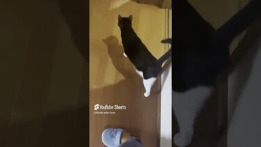 ひのき猫2025年ショート動画ベスト5【ひのき猫】