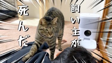 飼い主が死んだときの猫の反応が奇跡すぎた…【てん動画】