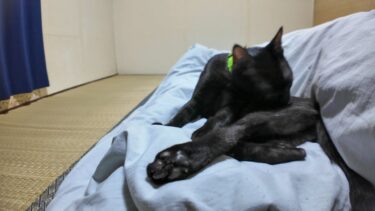 【猫旅館】夜気づいたら黒猫ちゃんが隣に寝ていた【感動猫動画】