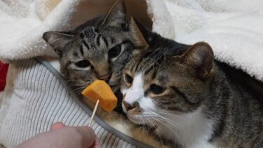 猫に秋の味覚をクンクンさせてみたら…☆猫と柿【リキちゃんねる　猫動画】 キジトラ 猫のいる暮らし