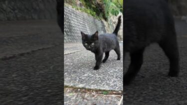 子猫のクロネコちゃん「待て〜!」#猫 #猫島 #shorts【感動猫動画】