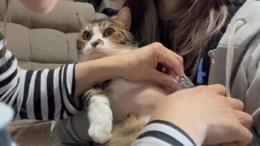 爪を切られる姿が大御所みたいに落ち着きすぎてる猫【ひのき猫】