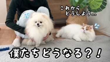 猫犬と暮らしてる独身女がとうとう猫と犬両方のアレルギーになってしまい緊急対策しました！【猫のレモンちゃんねる】