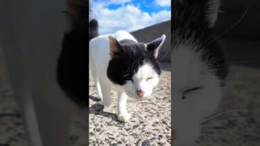 猫島の道を猫と一緒に歩く #猫 #猫島【感動猫動画】