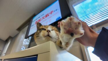 フェリー待合室のロッカー上で休む三毛猫ちゃん、人が来るとモフられに降りてくる【感動猫動画】