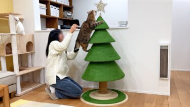 猫がいる家でクリスマスツリーを飾るとこうなります…！【ポムさんとしまちゃん / ねこべや】