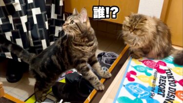 猫と視聴者がオフ会をしたらこうなりましたw【ちょりちゃみチャンネル】