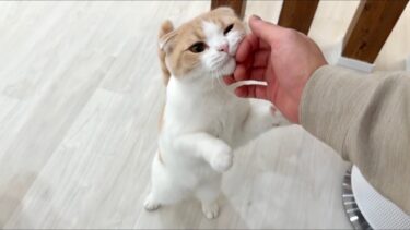 ゴミ出しで3分外出しただけで甘えんぼな猫が寂しくてこうなっちゃいました…【もちまる日記】